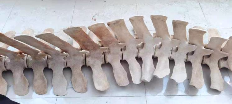 先對處于完整狀態(tài)的骨骼進行掃描