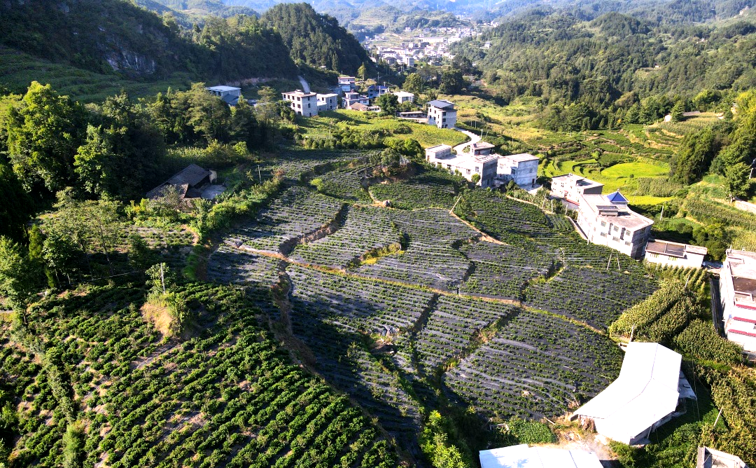 中觀助力武大學(xué)子開拓新農(nóng)業(yè)態(tài)，全國特等獎喜+1